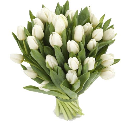 Фото товара 25 белых тюльпанов в Запорожье