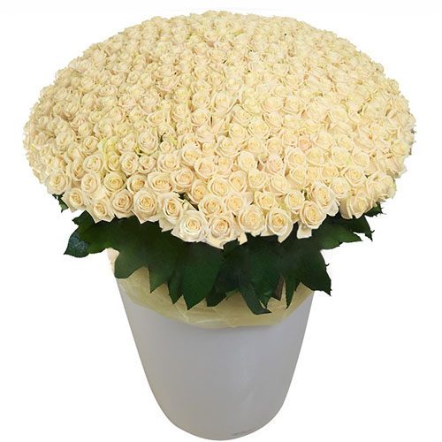 Фото товара 301 белая роза в большом вазоне в Запорожье