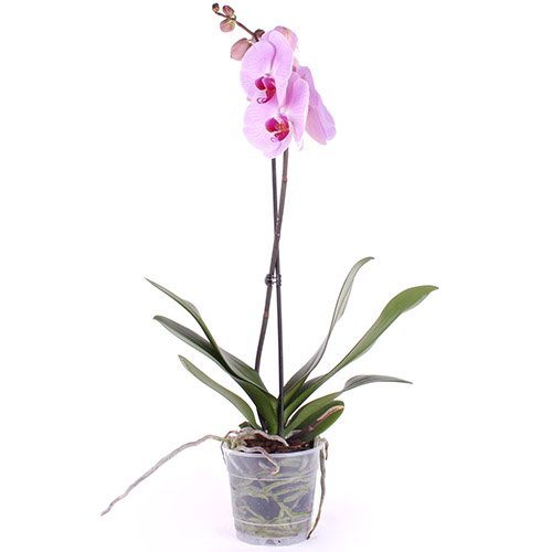 Фото товара Орхидея в Запорожье
