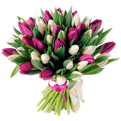 Фото товара 51 бело-пурпурный тюльпан (с лентой) в Запорожье