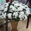 Фото товара 100 белых роз в Запорожье