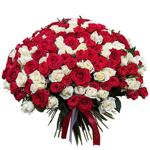 Фото товара 201 красная и белая роза в Запорожье